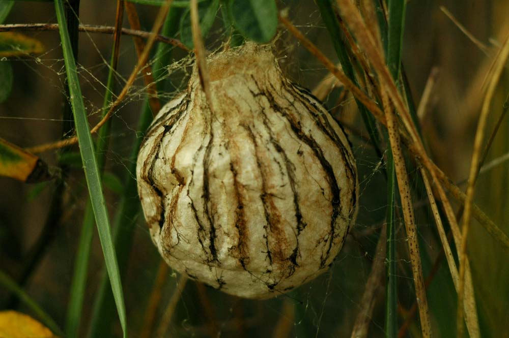 Una araa: Argiope bruennichi